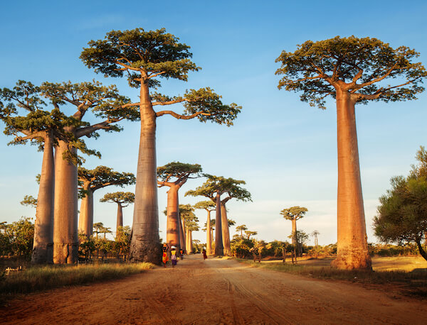 Famous baobab alley near Morondava