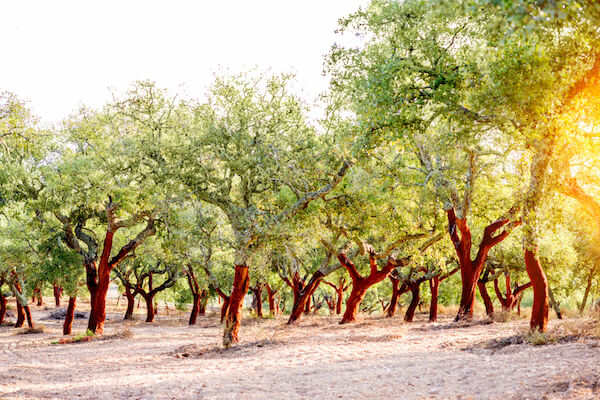Cork oak tree plantation in Portugal