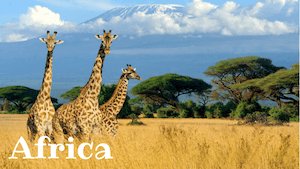 Africa Facts - giraffes