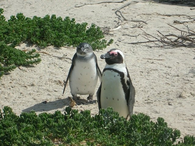 African Penguins Boulders Beach Cape Town