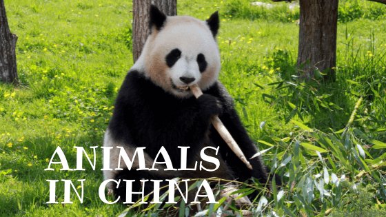 Animals in China - panda bear