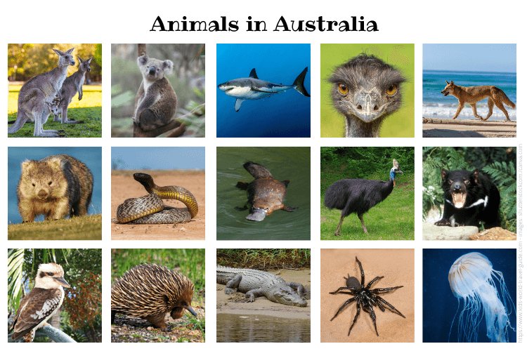 animals in australia - image by kids world travel guide