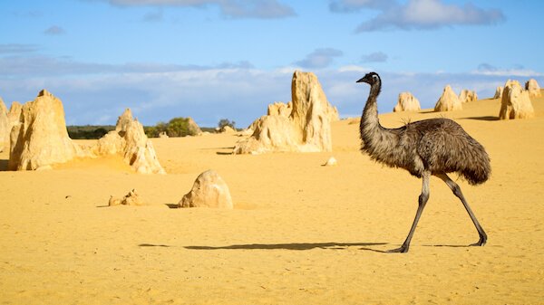Pinnacles and Emu in Australia