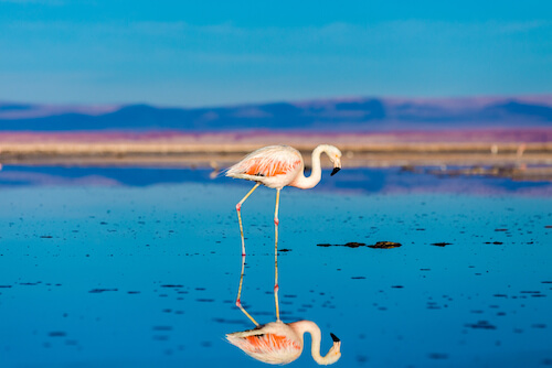 Chilean Flamingo mirror image in salt pan