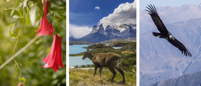 Chile National Symbols: copihue (Chilean bellflower), huemul (deer), condor