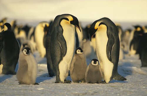 Emperor Penguins with penguin chicks in the Southern Ocean - image by Shutterstock