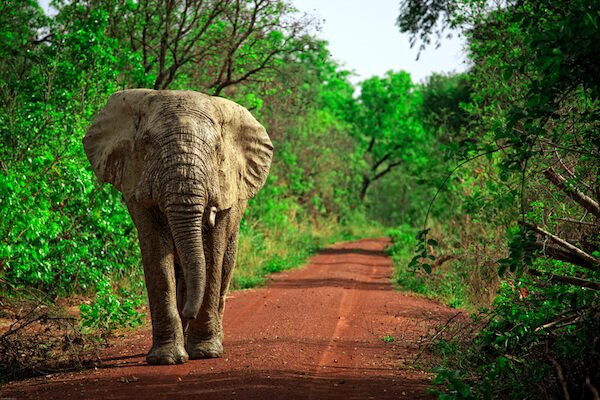 Elephant in Ghana
