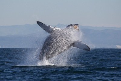 Humpback Whale by Tory Kallman