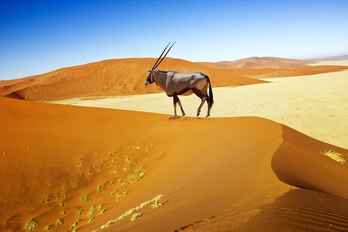 Oryx wandering on the dunes in Namibia