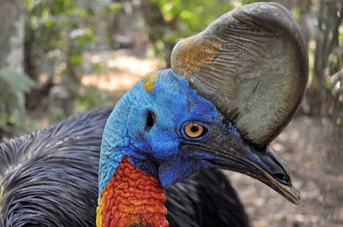 Northern Cassowary - image by San Diego Zoo