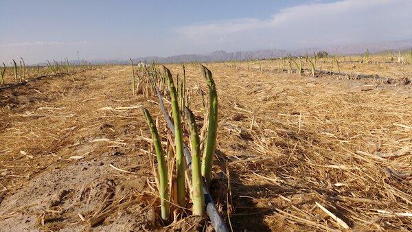 Peru Asparagus in field