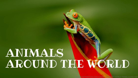 Animals around the world - Kids World Travel Guide Facts for Kids