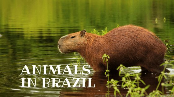 animals in brazil