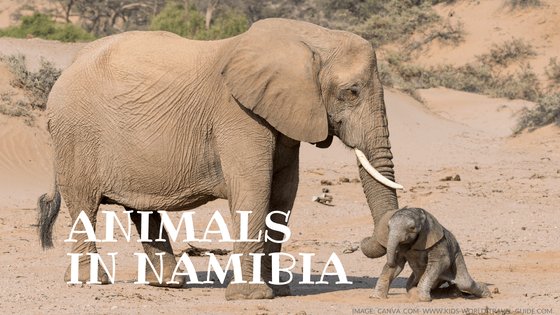 animals in namibia